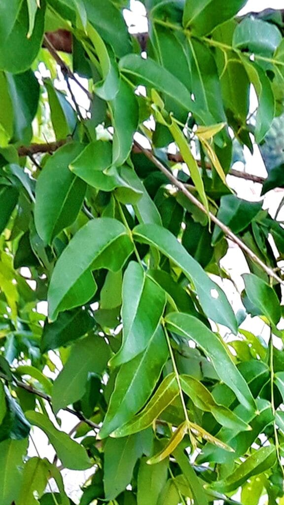 क्या आपको पता है आम के पत्ते की औषधि गुण